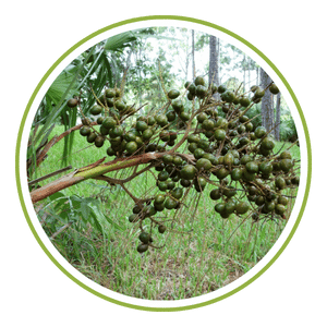 Saw Palmetto Berry Extract